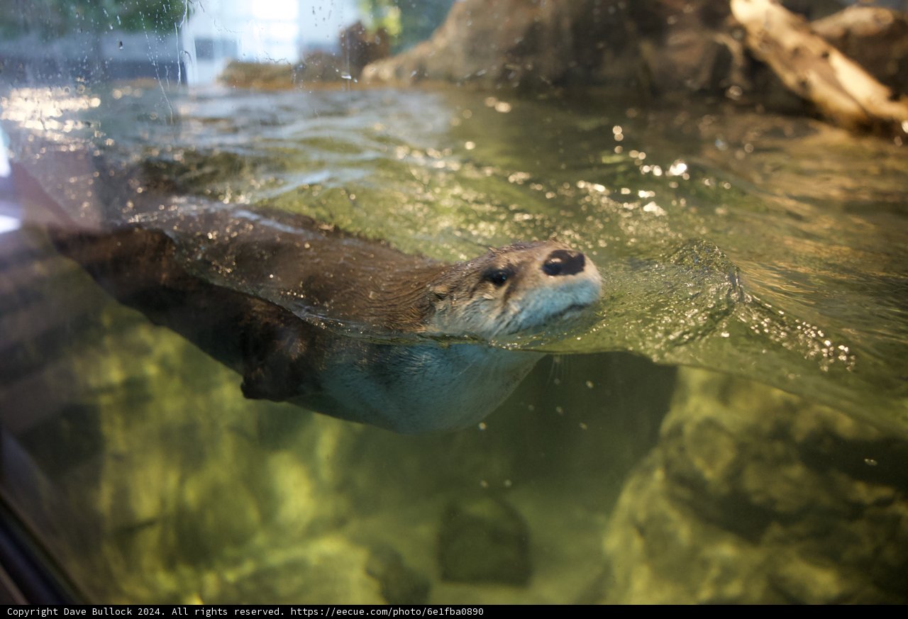 Otter Delight at Aquarium of the Bay