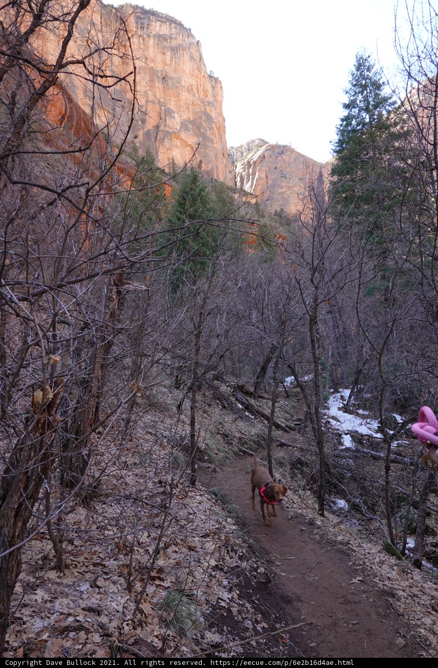 A Canine Adventure in the Wild