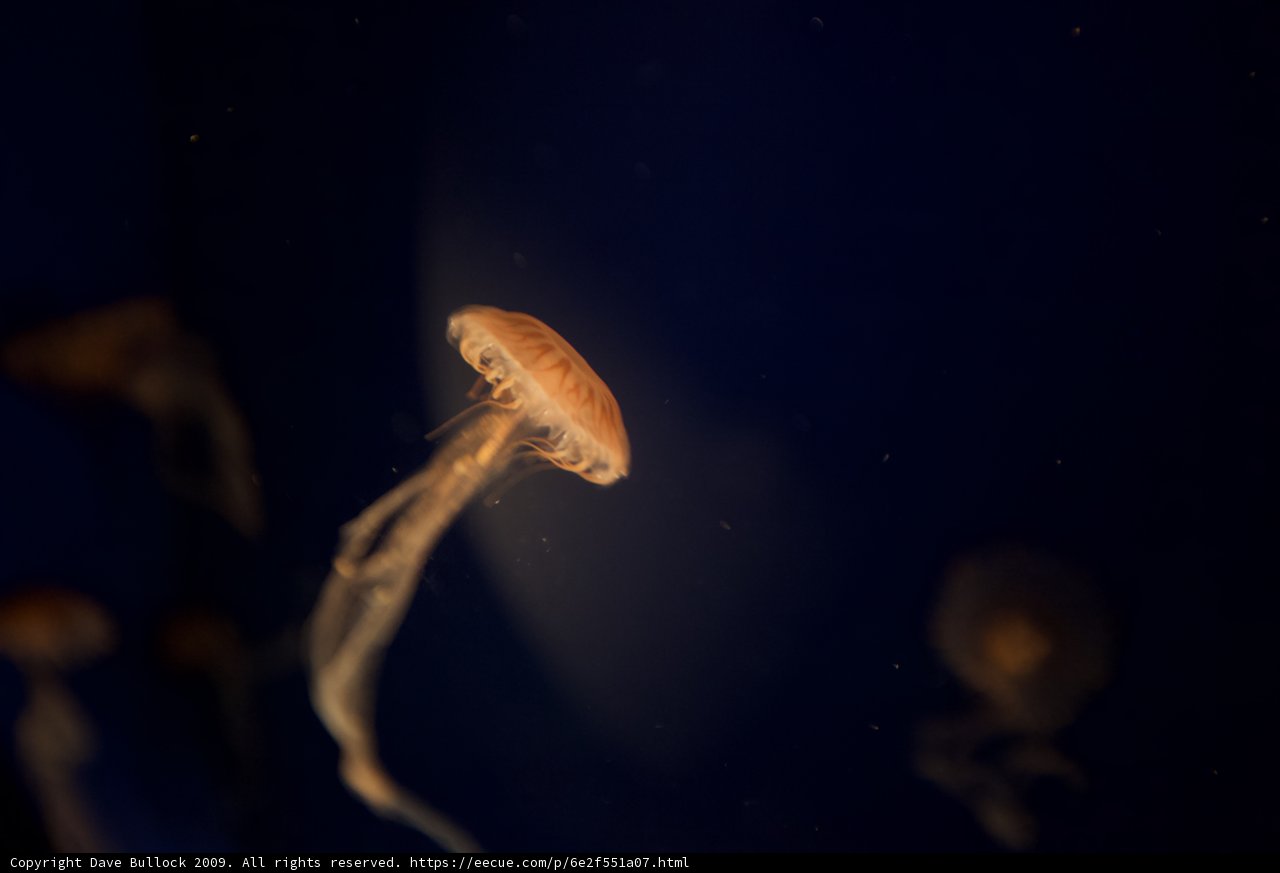 Glowing Sea Jellies