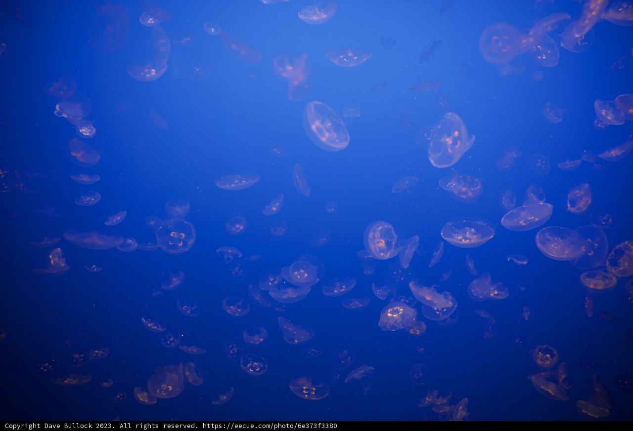 Ethereal Dance of the Jellyfish