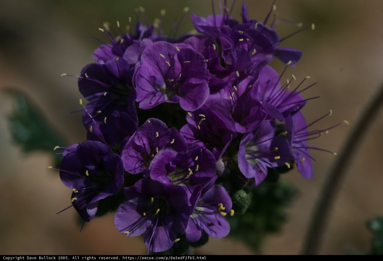 A Vibrant Purple Geranium with Lush Green Leaves