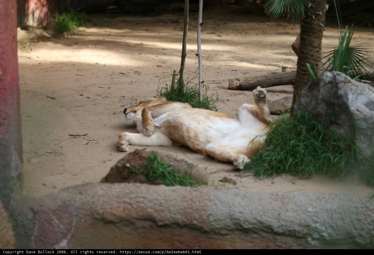 King of the Zoo