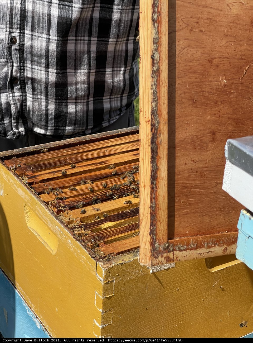 Beekeeper Holding a Hive of Honey Bees