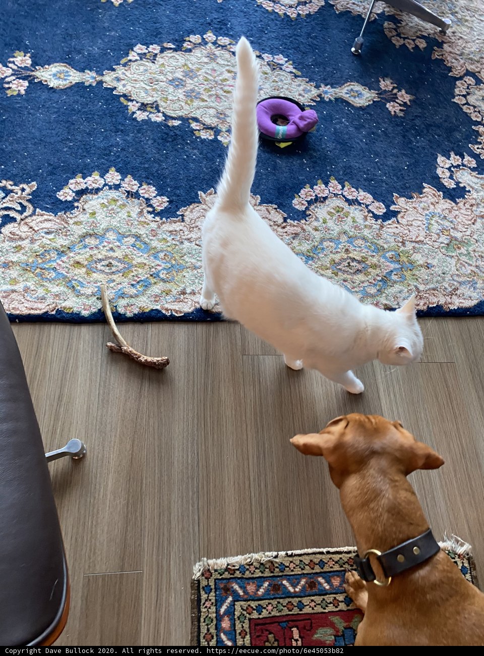 Furry Friends at Play