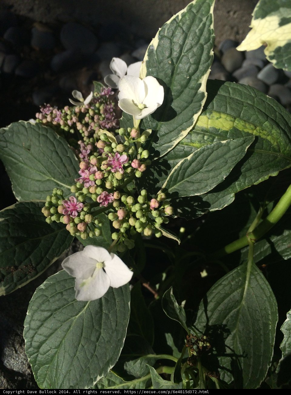White Flowered Acanthaceae Plant