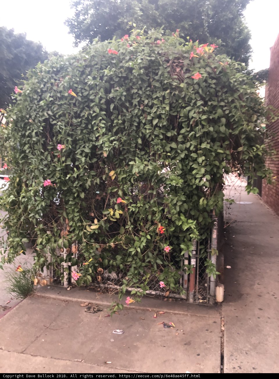 Arbour Garden Fence
