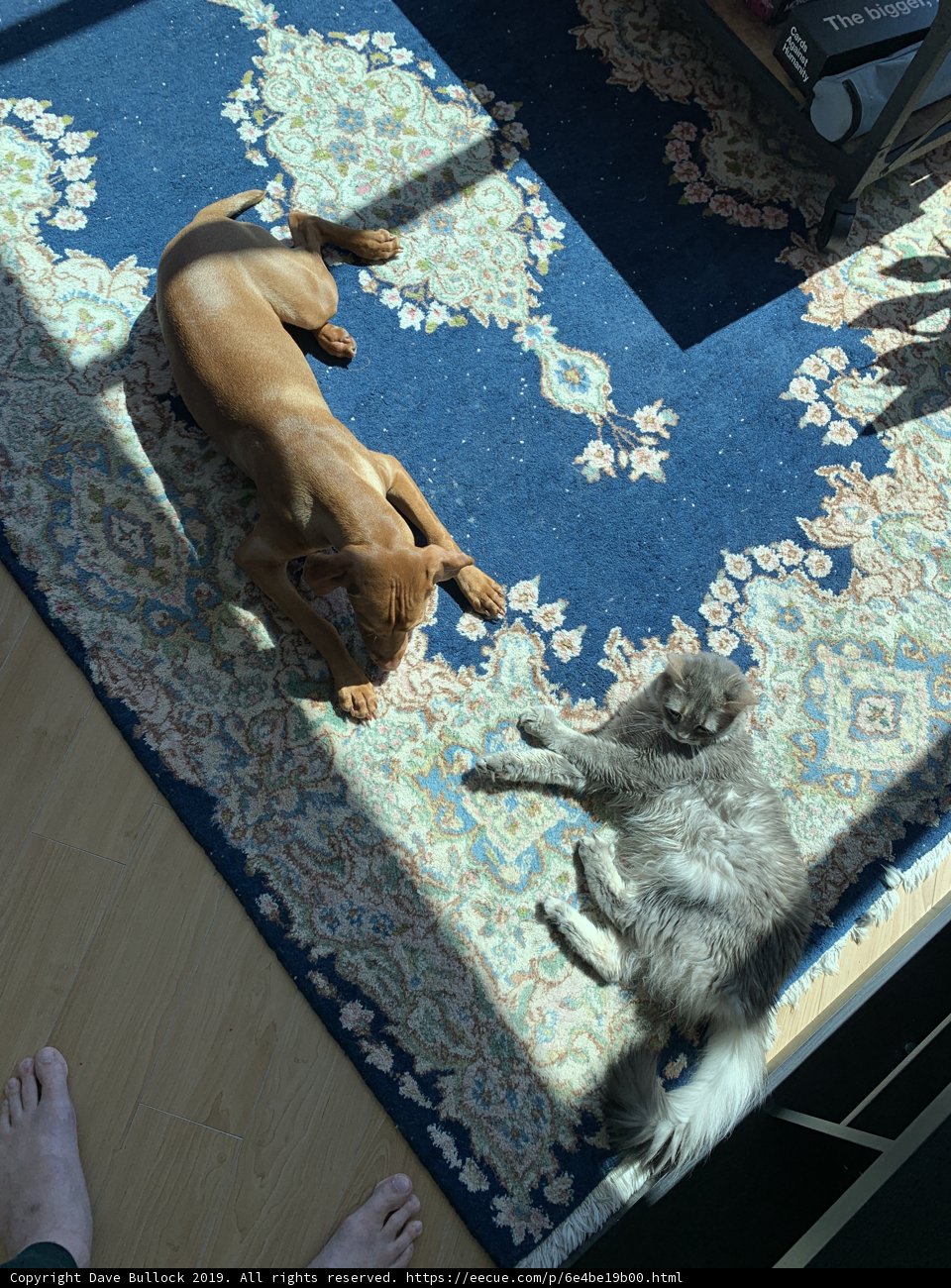Furry Cozy Companions