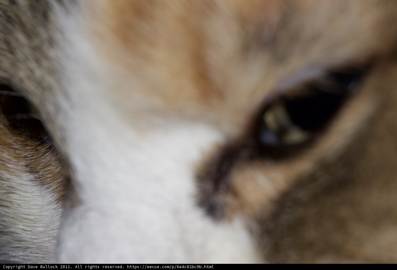 Feline Focus