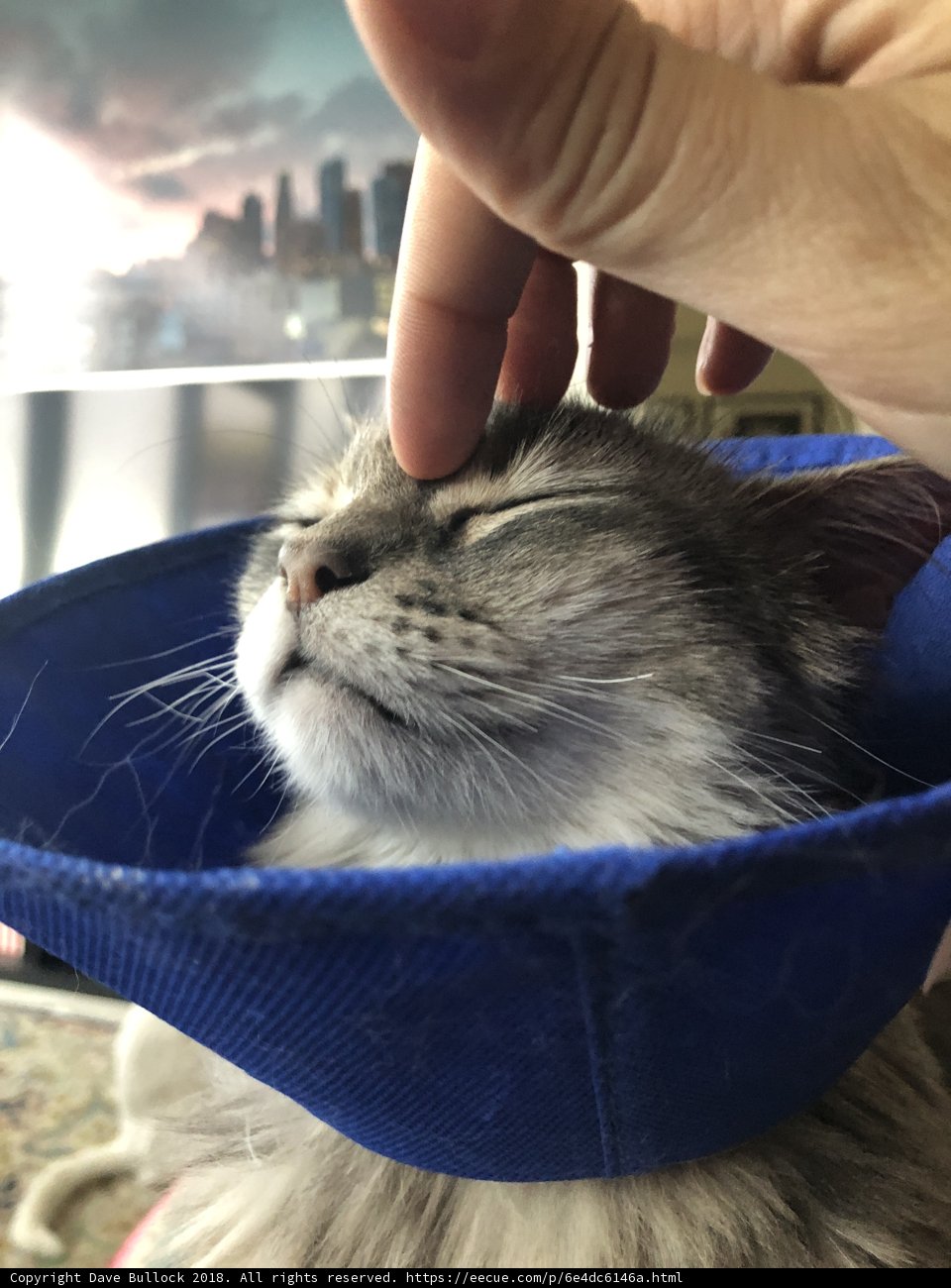 Cone of Shame