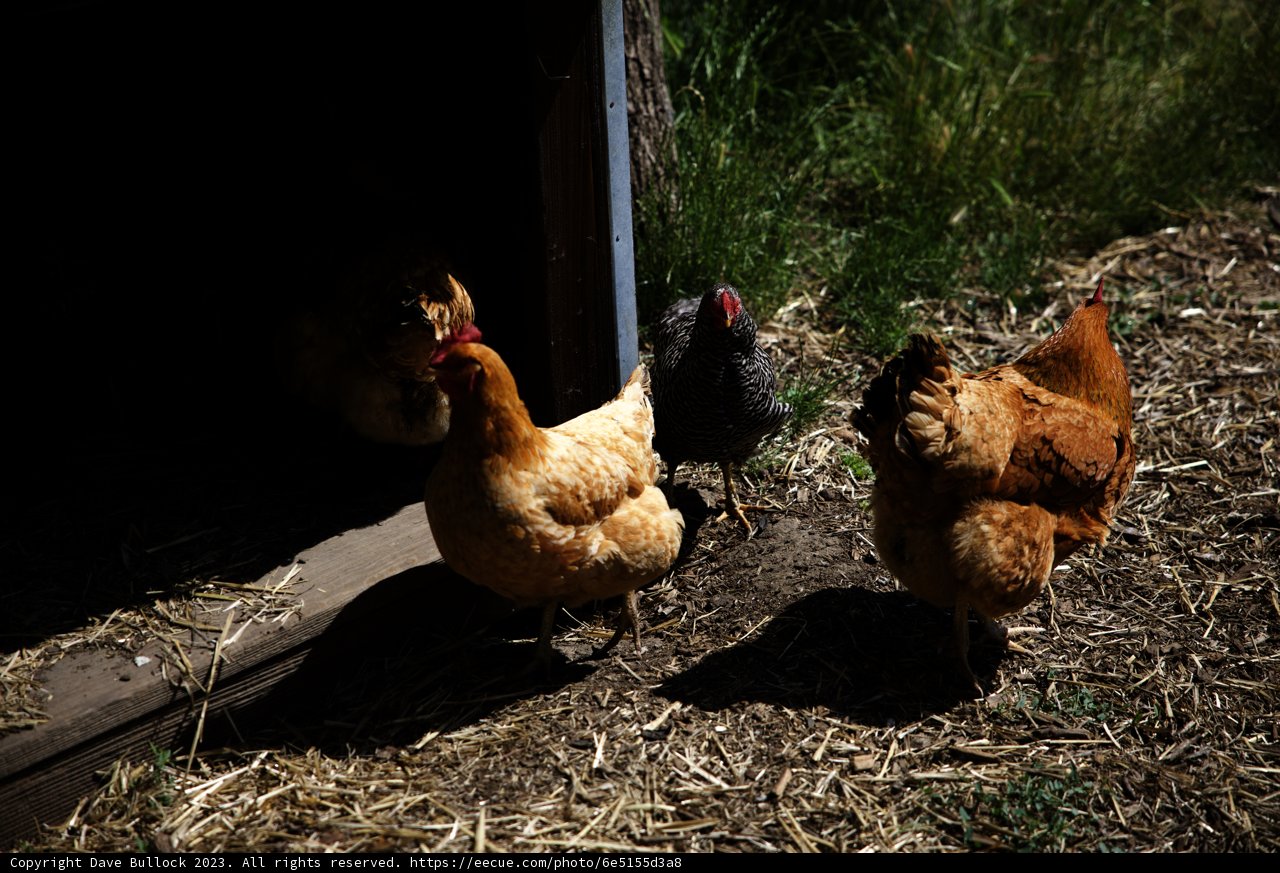 The Chicken Gathering at the Regenerative Gardening Class