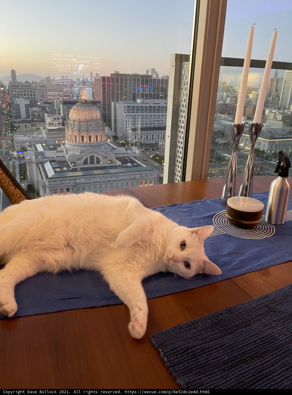 White Cat Relaxing in the Urban Jungle
