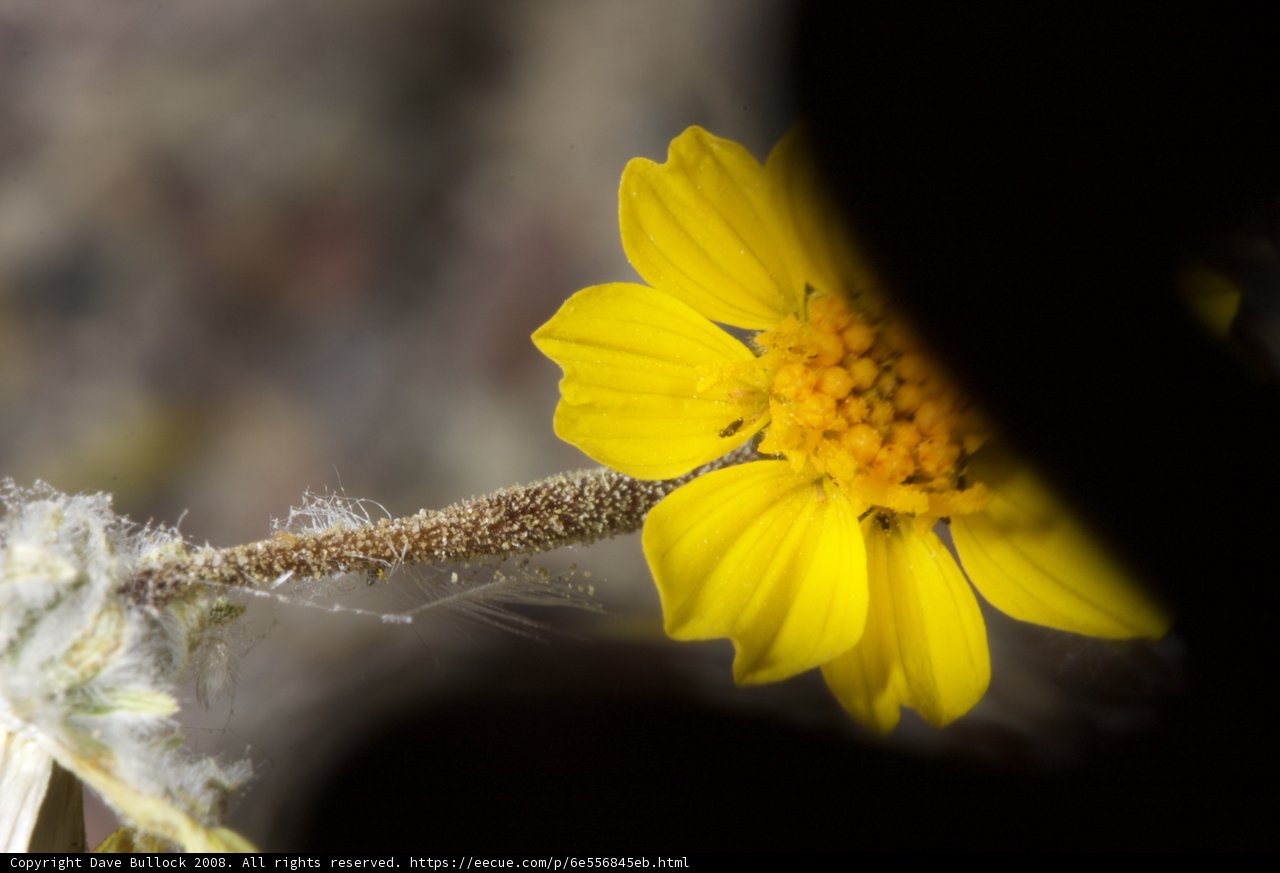 Sunny Bloom