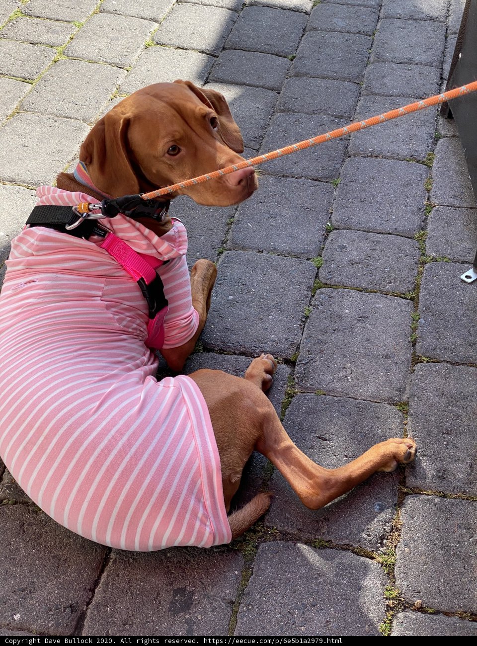 Fashionista Fido