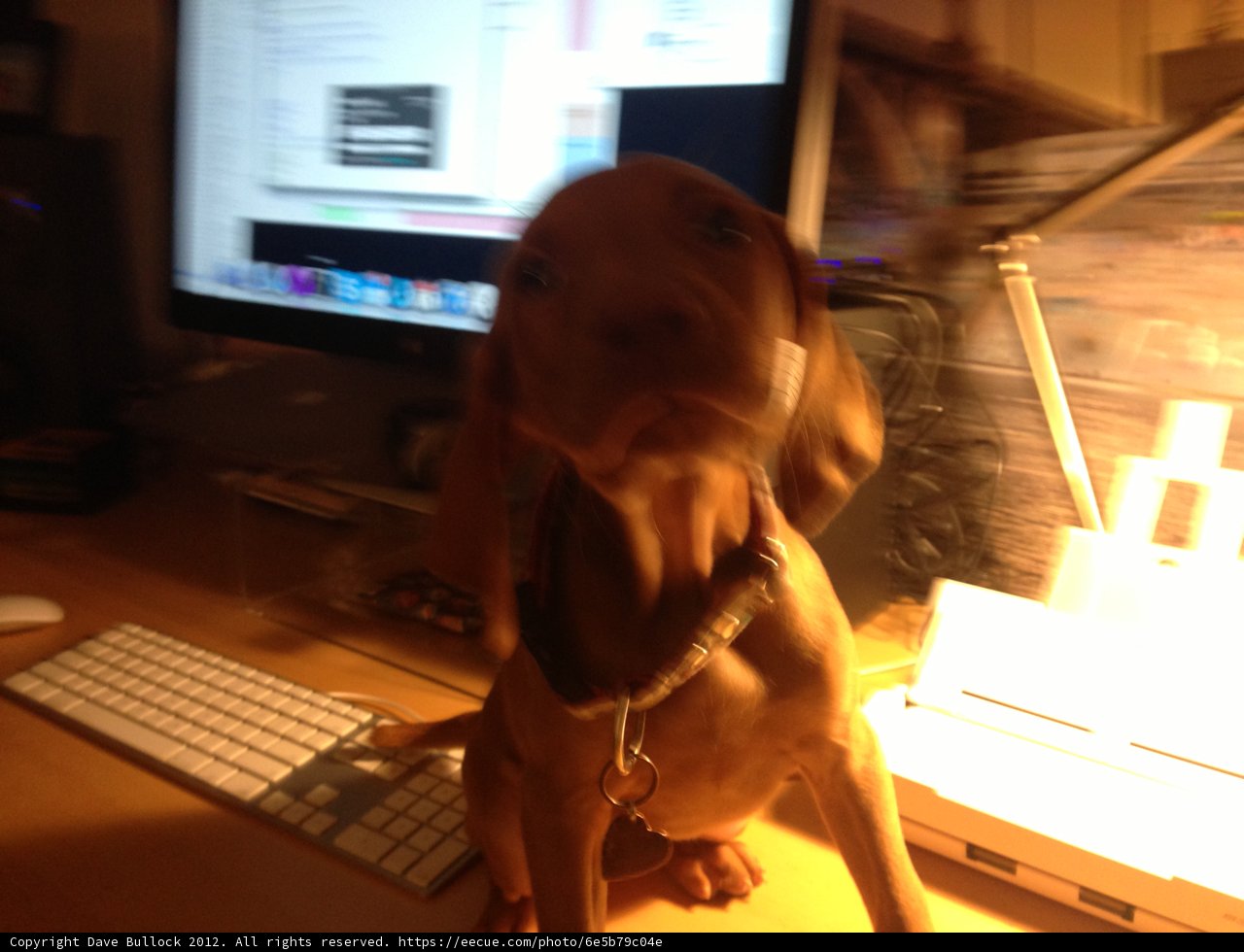Man's Best Computer