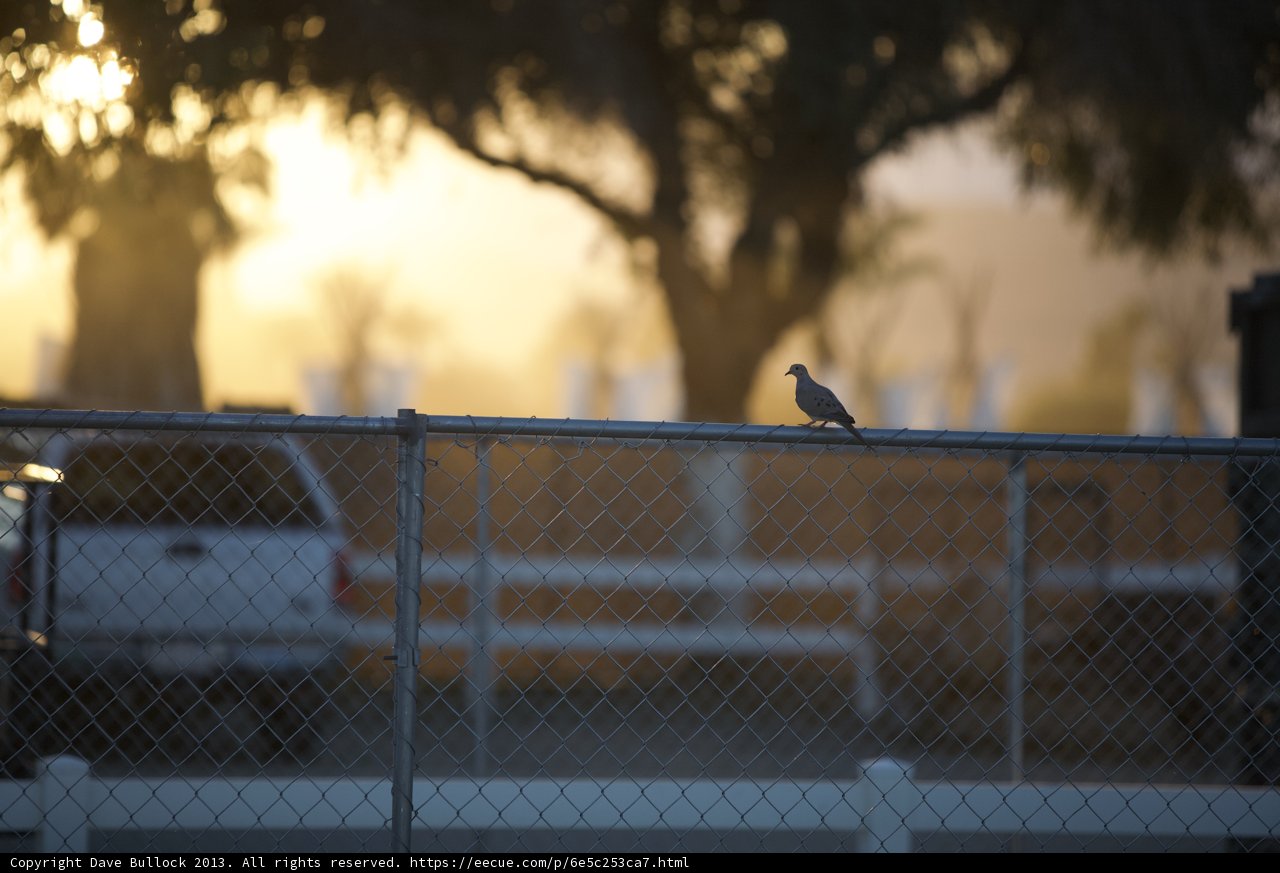 Perched in the Sunset