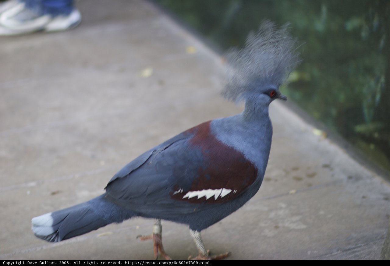 Punk Pigeon