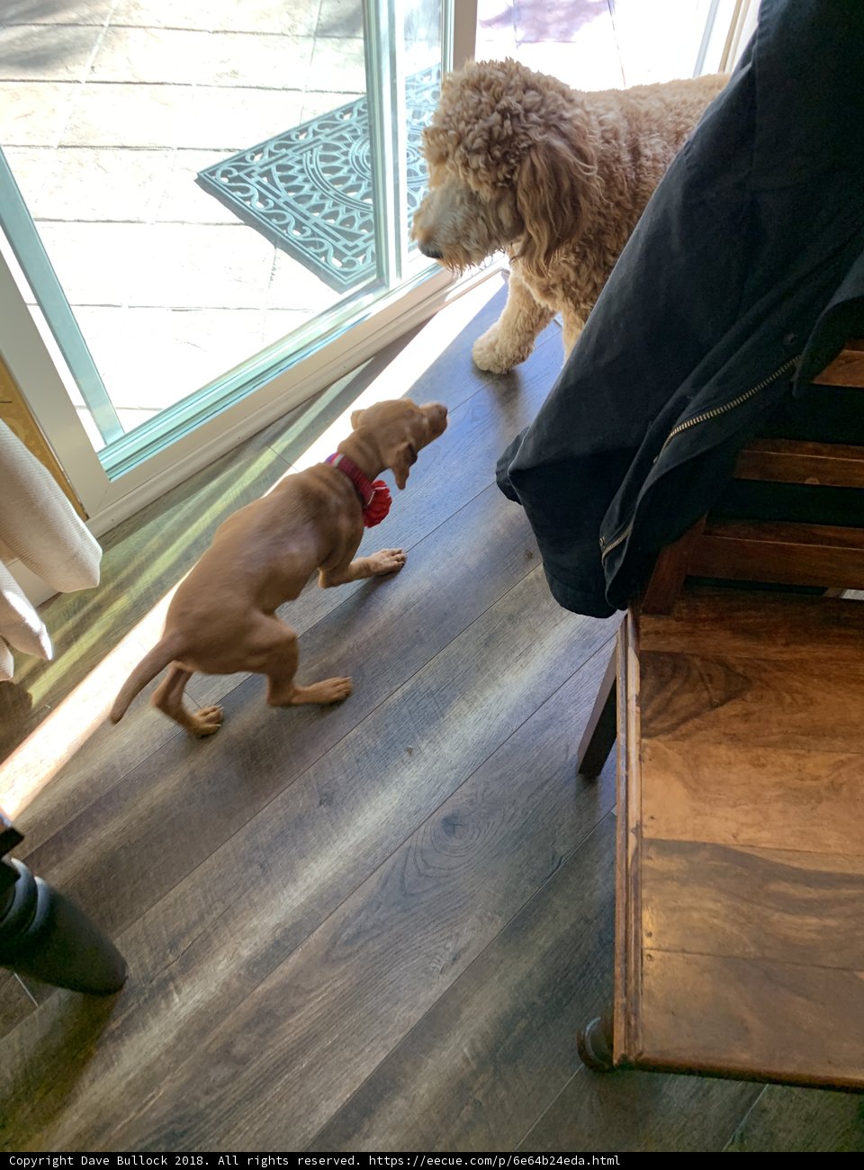 Canine Companions on a Wooden Floor