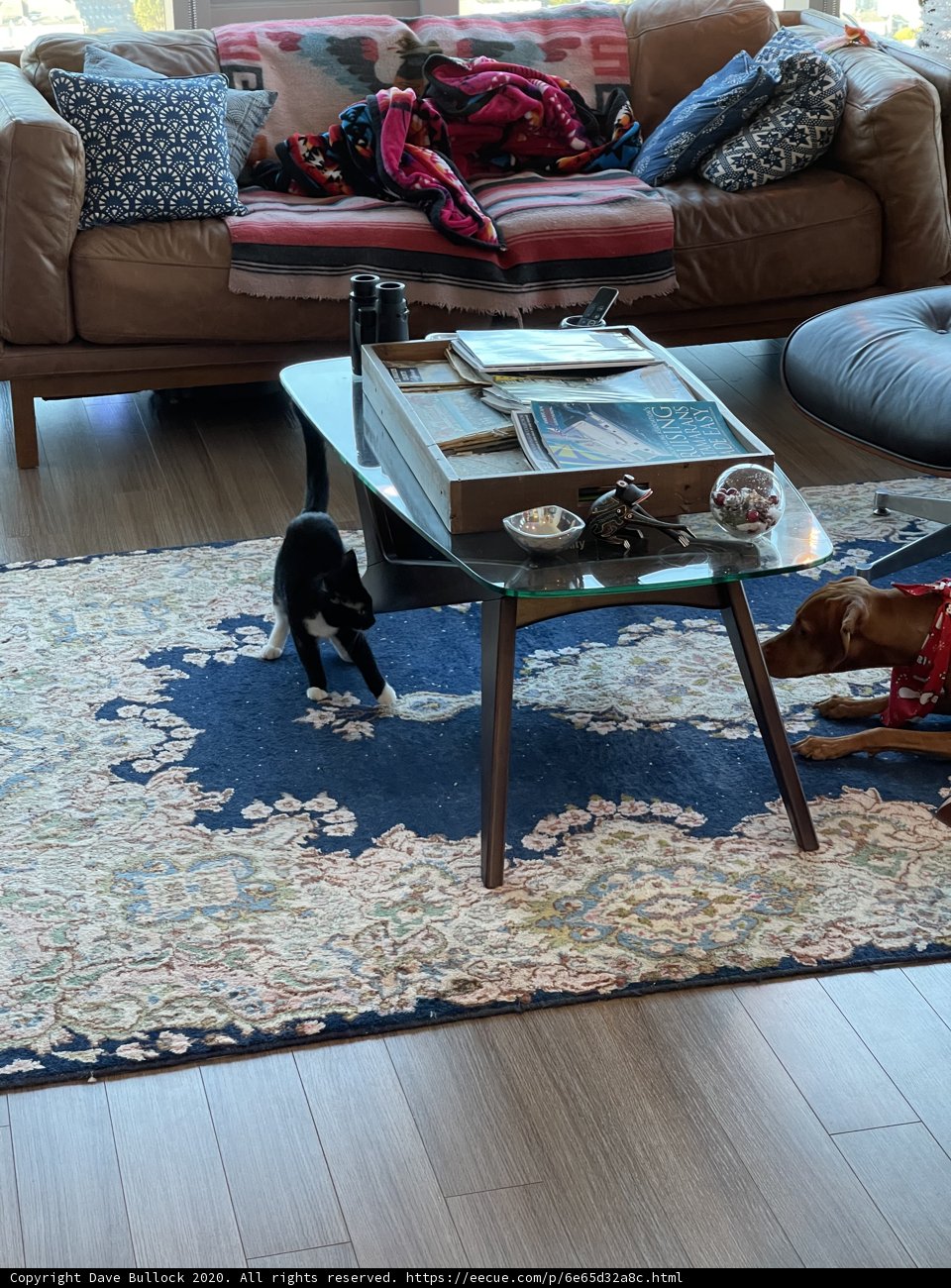 Cozy Living Room with Feline Companion