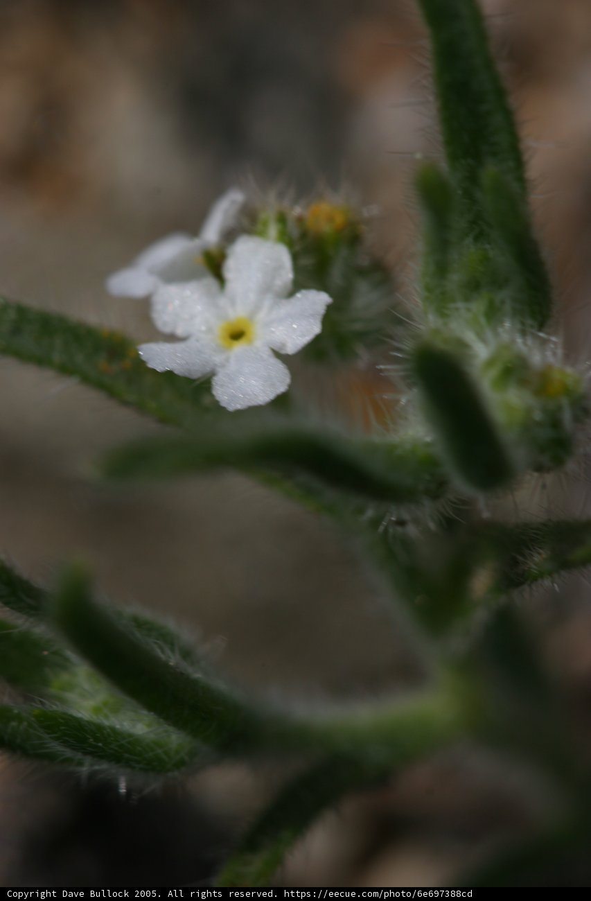 White Geranium with Yellow Center
