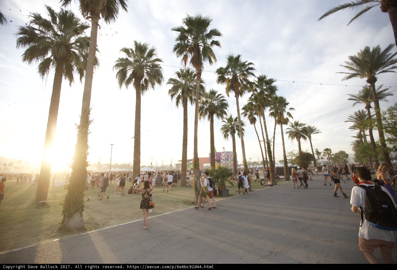 Pathway amidst Palm Trees