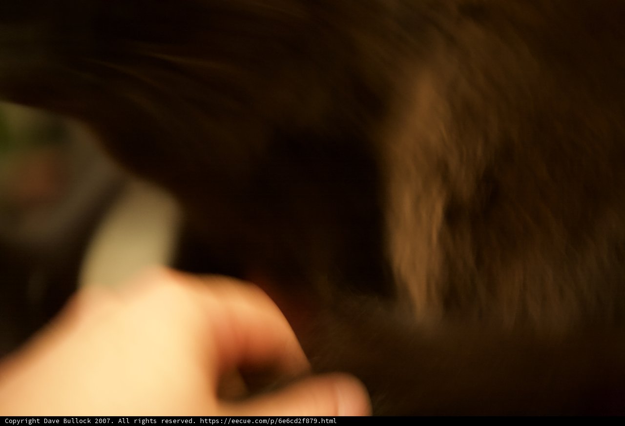 Feline Frenzy