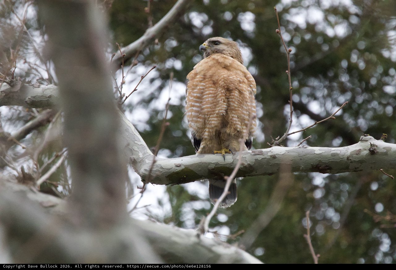Red-shouldered Hawk Perched in Winter Trees