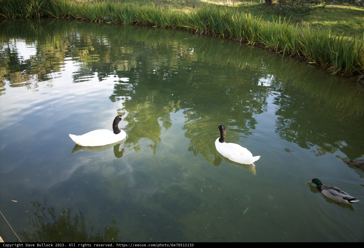 Serene Waters: Swans and Duck at SF Zoo