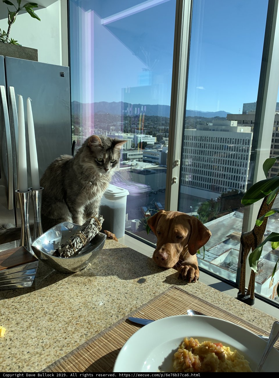 Feline and Canine Companions on the Counter