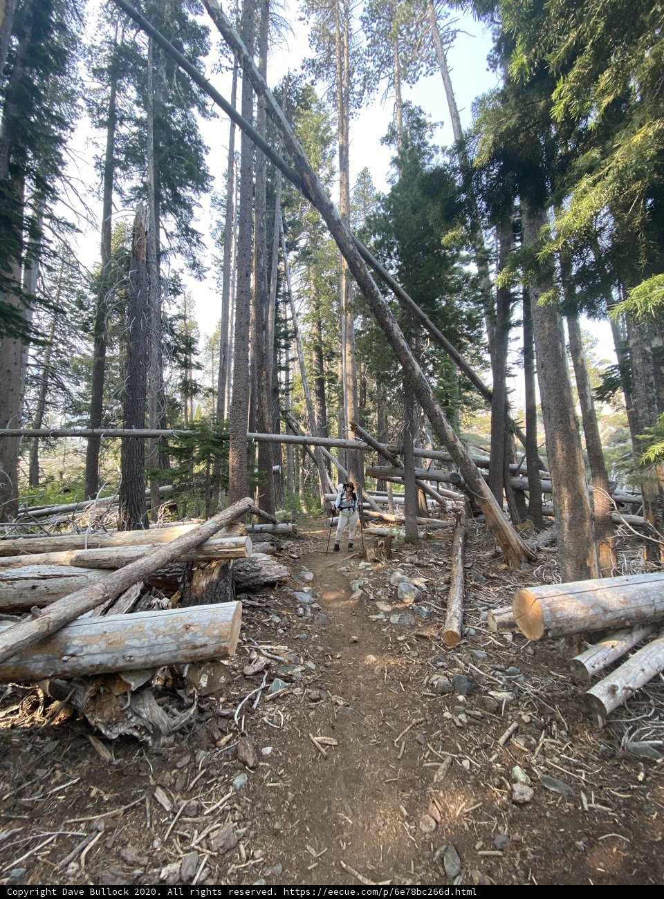 The Woodland Trail