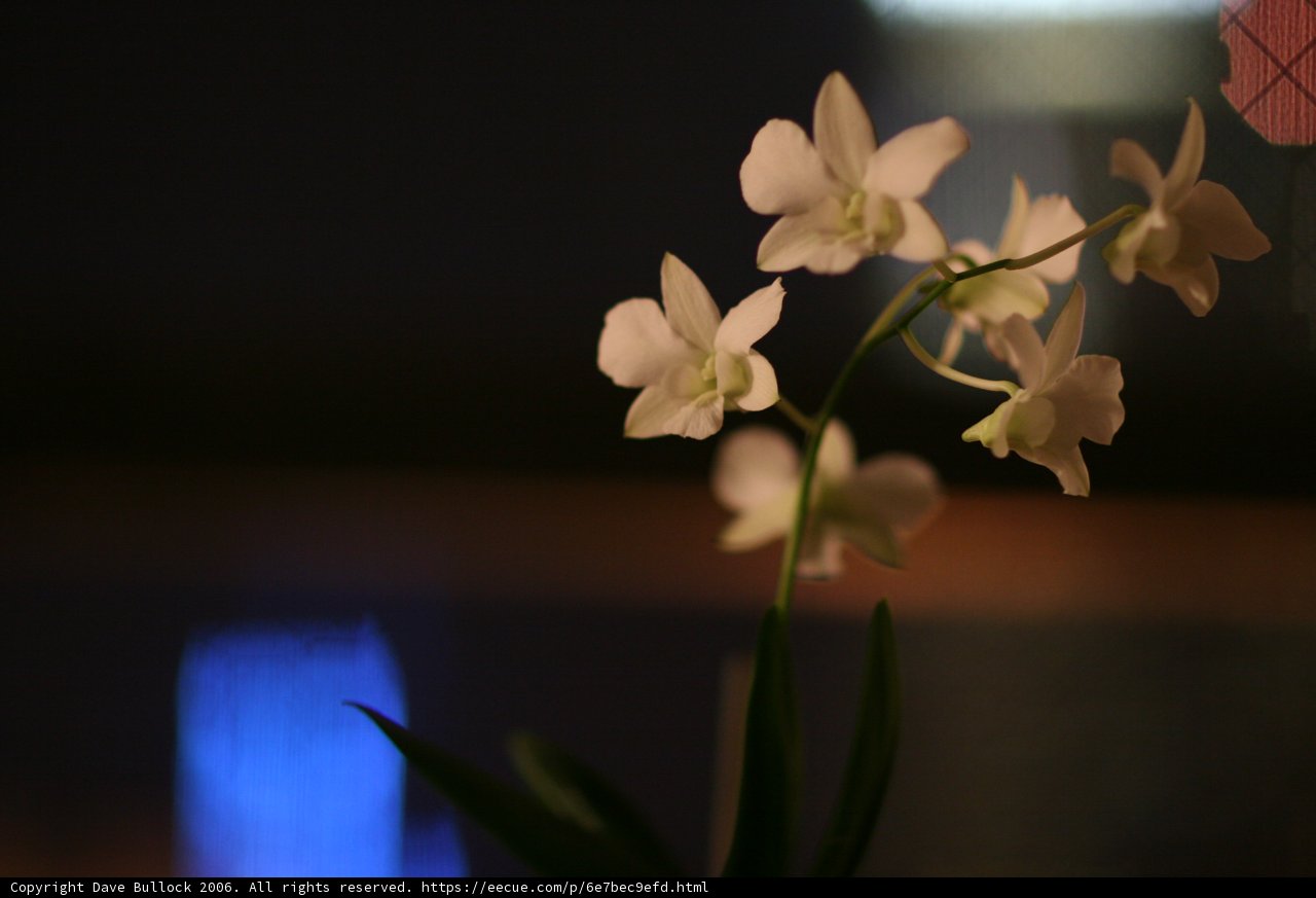 Orchid in Bloom