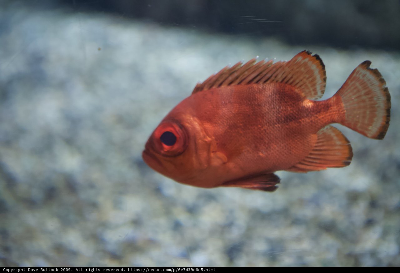 Scarlet Eye Snapper