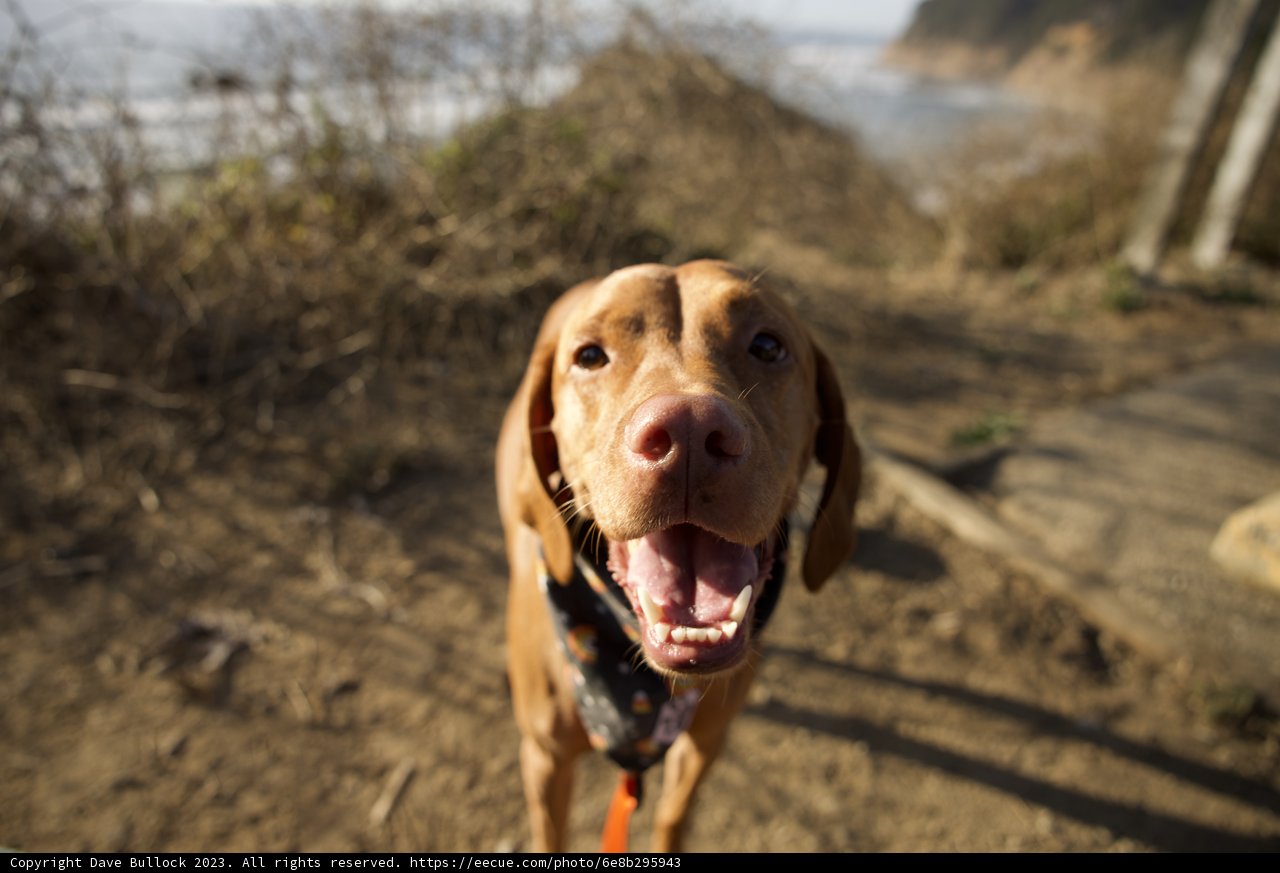 Echoes of Canine Joy at Halfmoon Bay Pumpkin Patch
