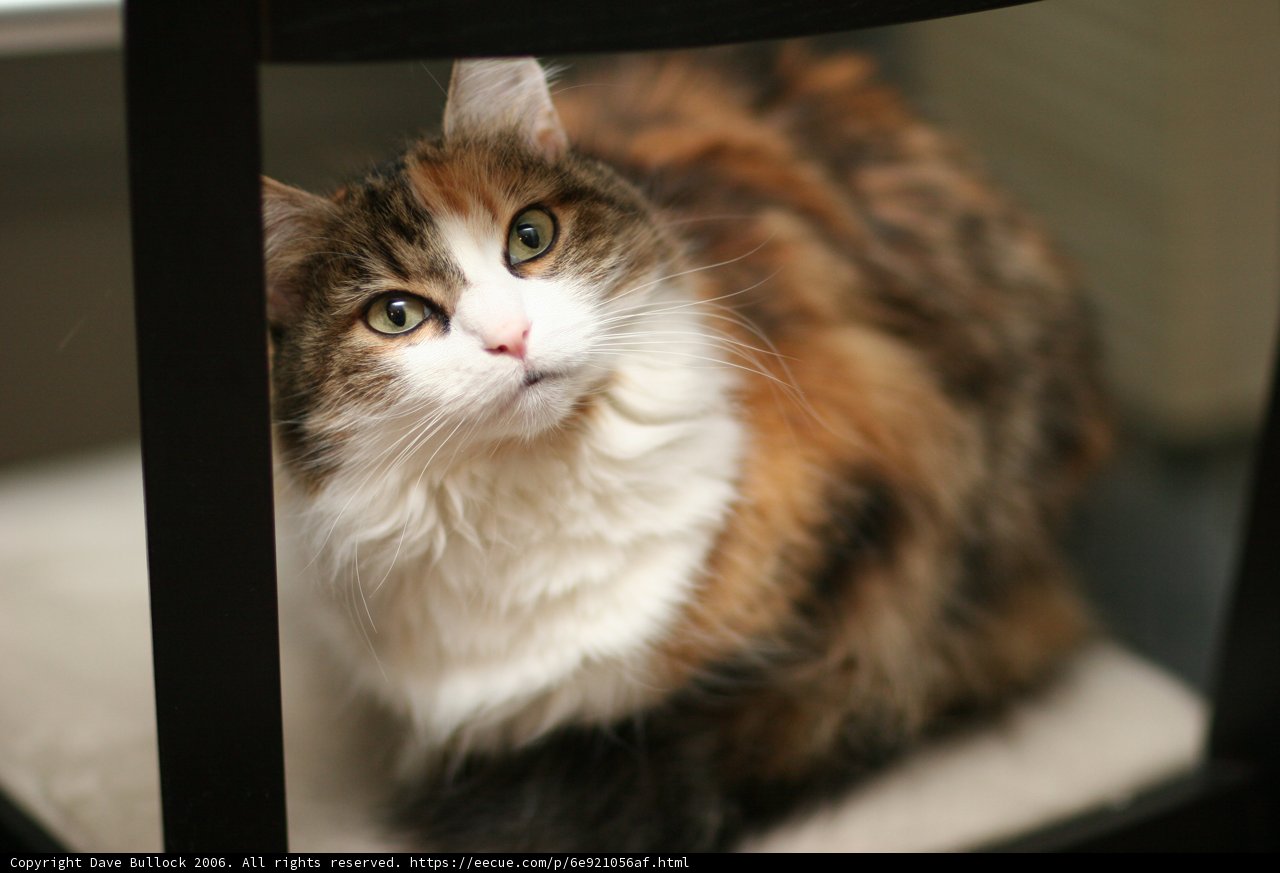 The Chair Cat