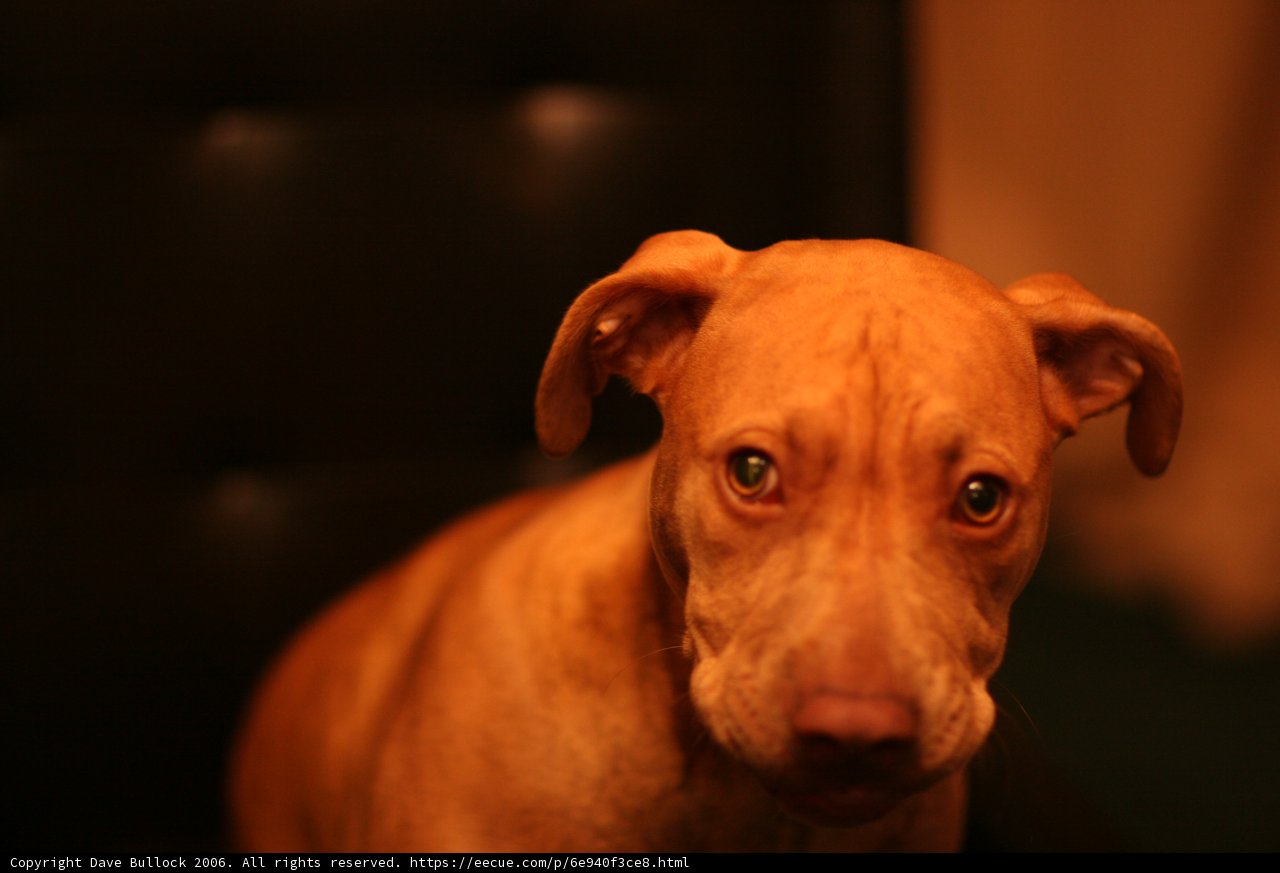 Regal Vizsla posing on a chair