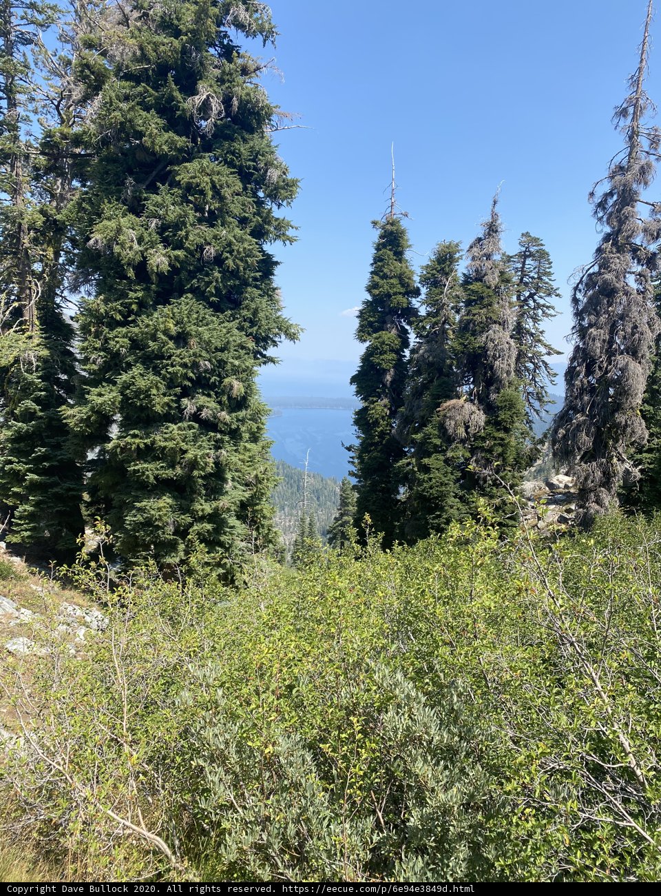 Mountain Top View of Ocean and Evergreen Trees