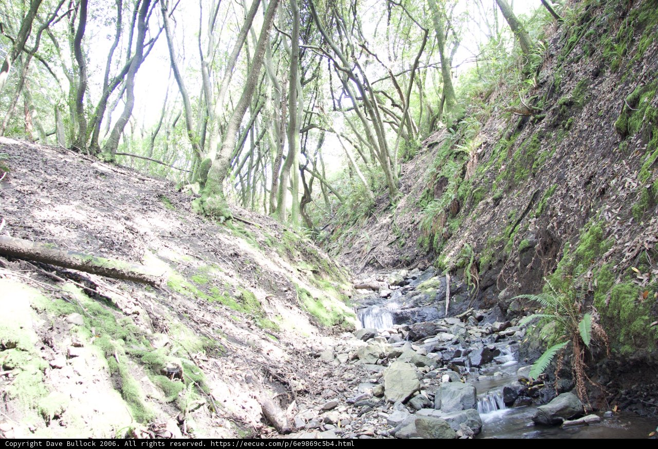 Serene Stream in the Forest