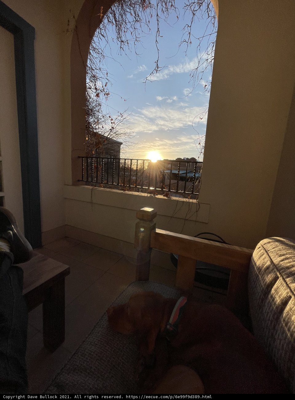 Sun-kissed Pup lounging on the Couch