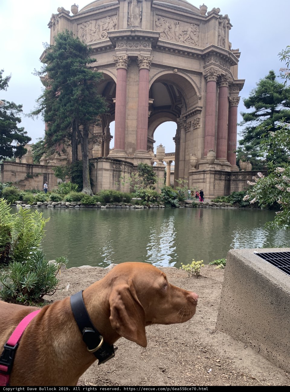 Canine Contemplation at the Palace of Fine Arts