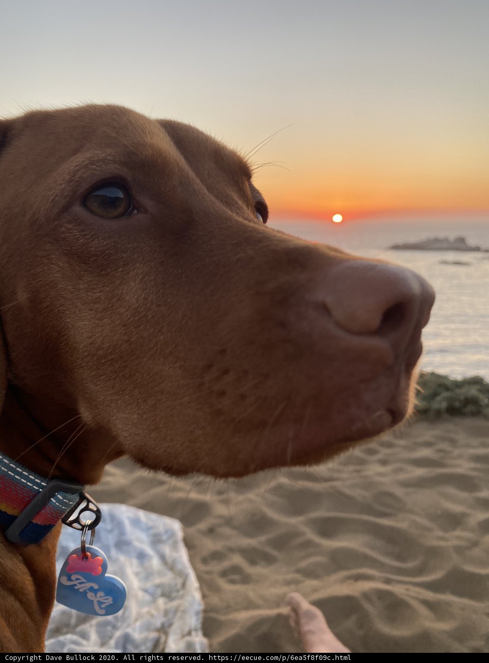 Sunset Stroll with my Furry Friend