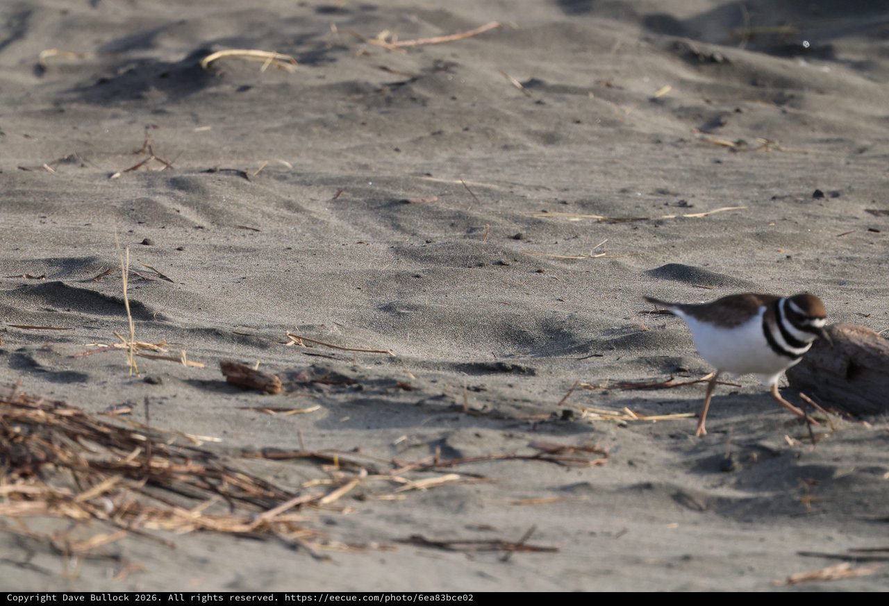 Killdeer Foraging on Sandy Beach at Drakes Beach