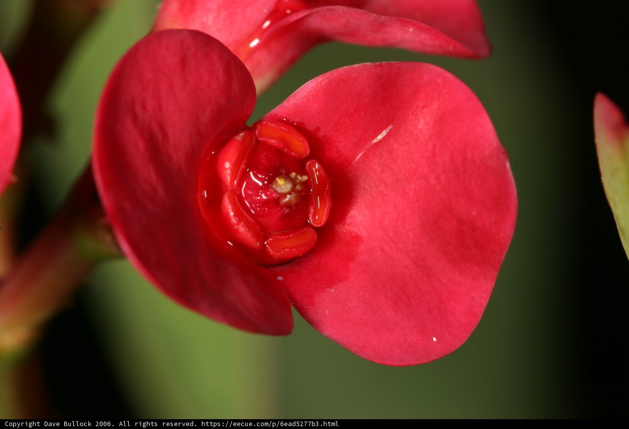 Vibrant Red Begonia