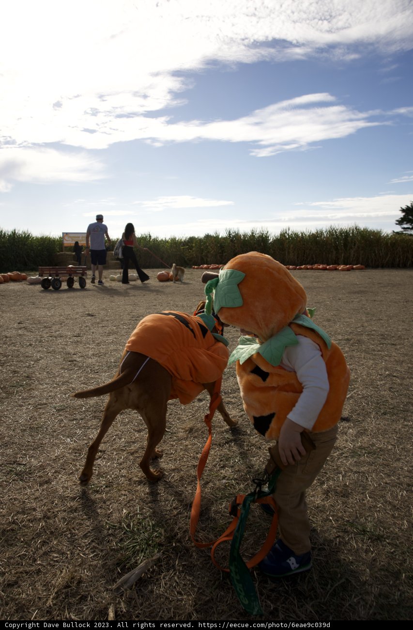 Pumpkin Pals: A Toddler and his Canine Companion at Halfmoon Bay