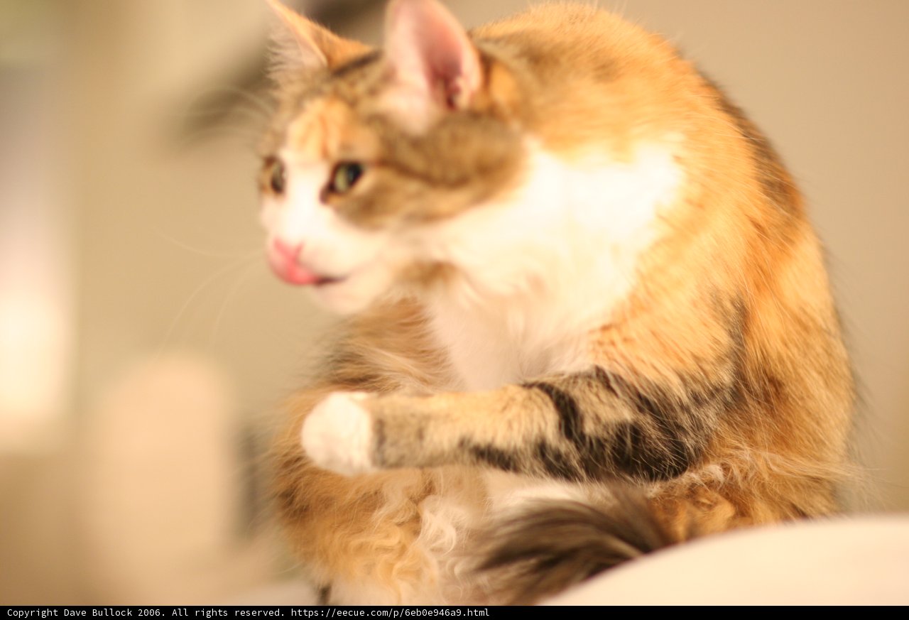 Comfortable Cat