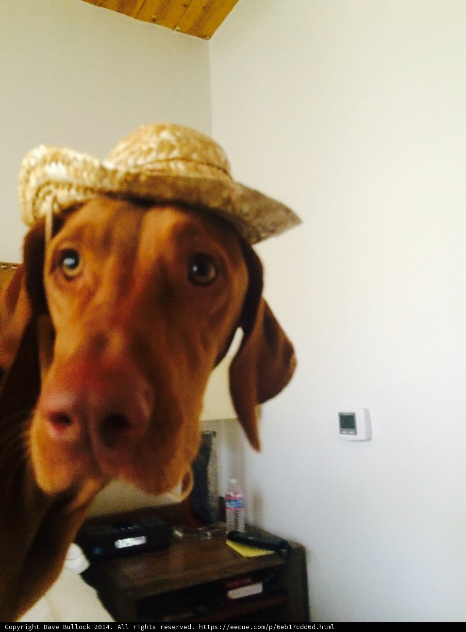 The Fashionable Hound of Santa Fe