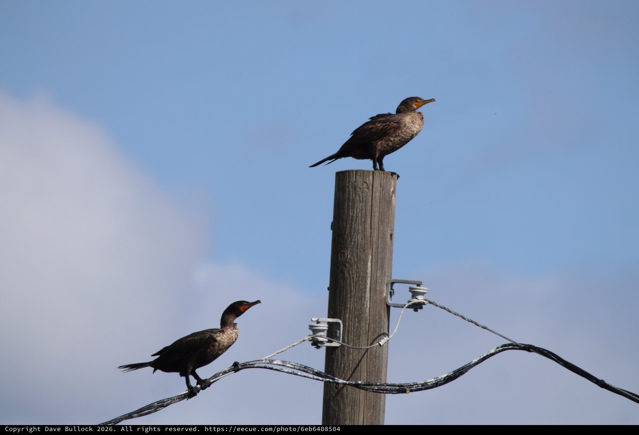 Double-Crested Cormorants Perched on Weathered Utility Post