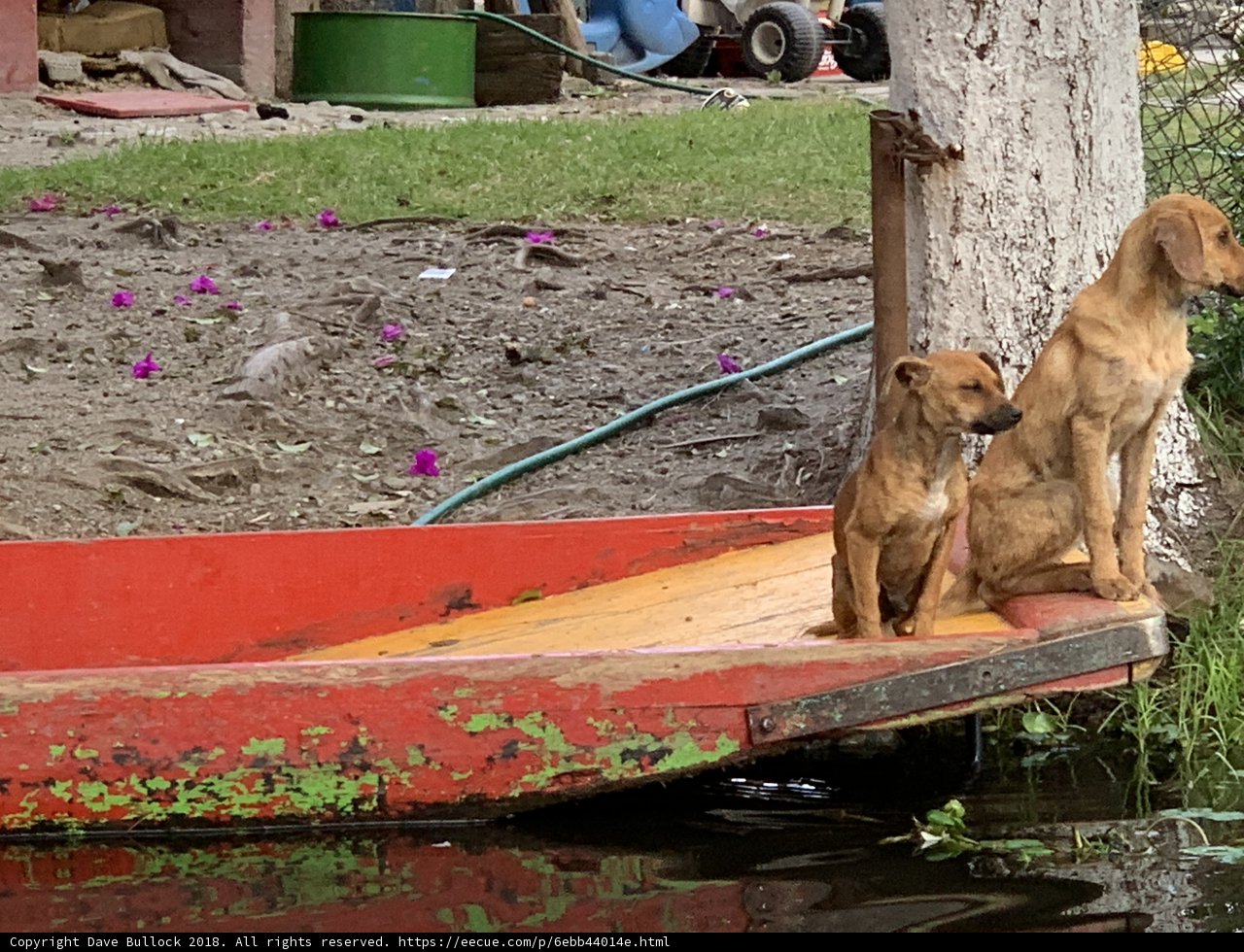 Barking Up the Boating Tree