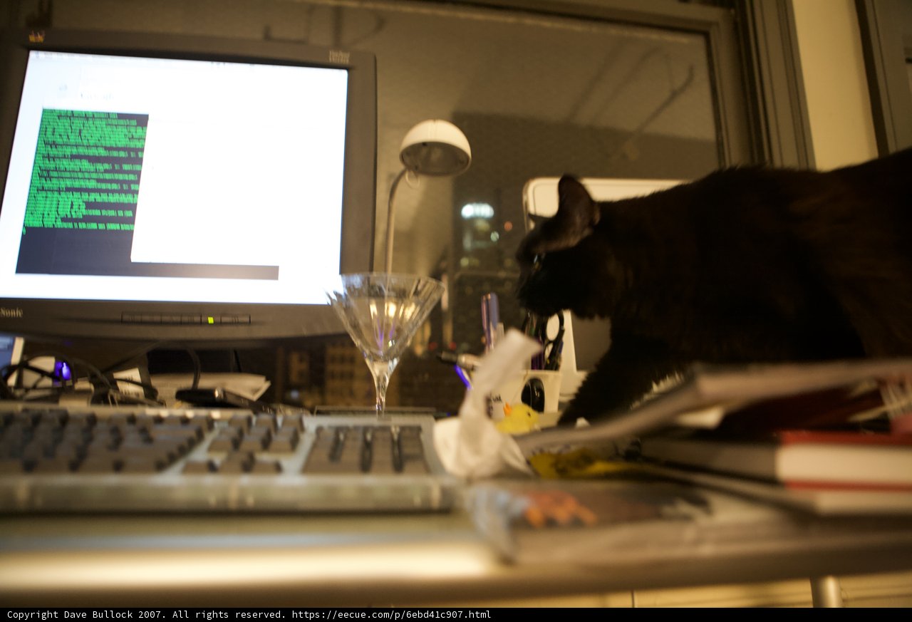 Late Night Work with Feline Companion