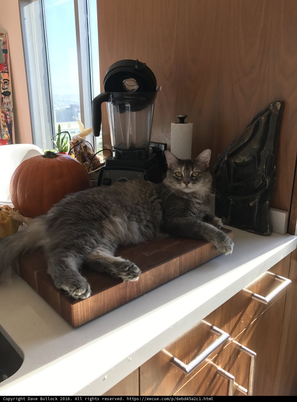 Curious Cat in the Kitchen