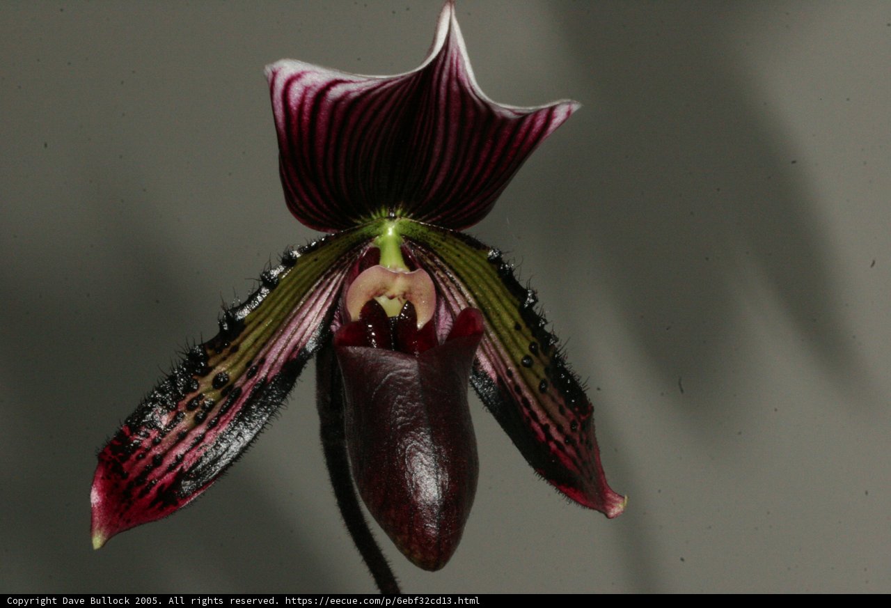 Crimson Beauty