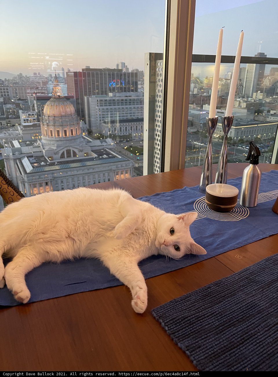 Tablecat in the City